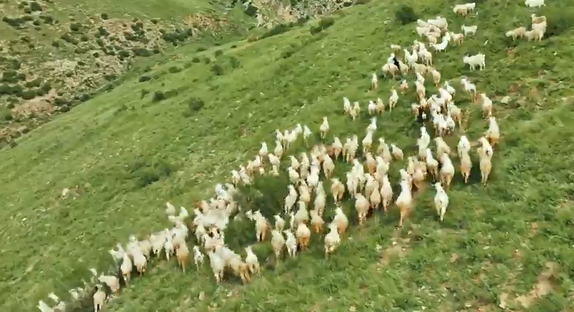 《小米肥羊记》